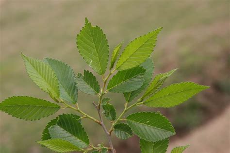 榆錢樹 榆樹|榆錢:榆樹（Ulmus pumila L.）別稱：榆實、榆子、榆仁、榆莢 